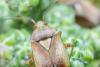 274078 – Photo : Johan Verstraeten – Belgique